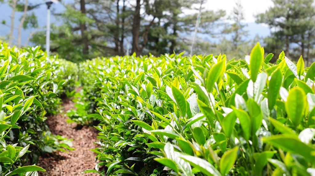 抹茶原料