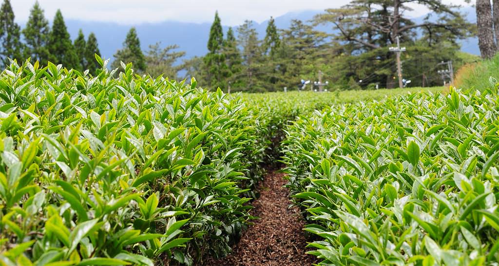 抹茶粉綠茶粉差異