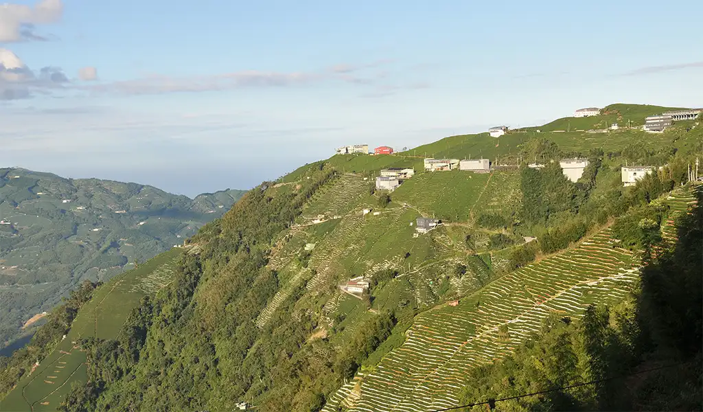 龍鳳峽茶