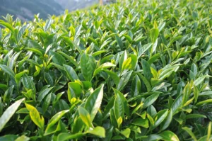 碧綠溪茶