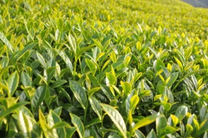 碧綠溪茶