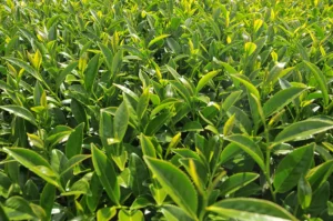 碧綠溪茶