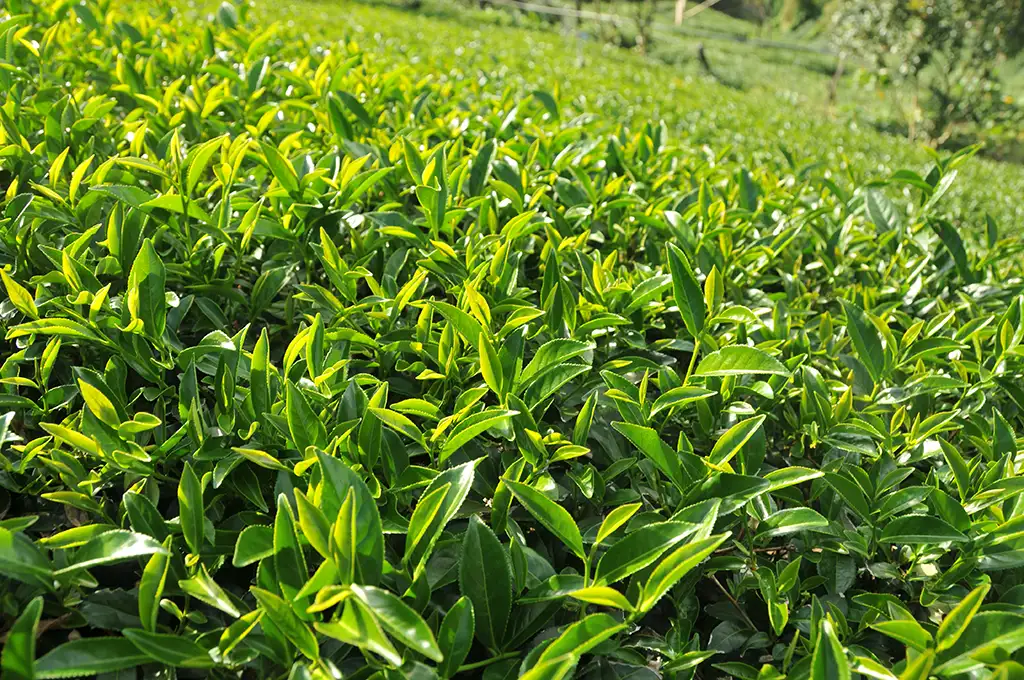 翠巒部落高山秋茶-150克(2025年秋茶):圖片 2