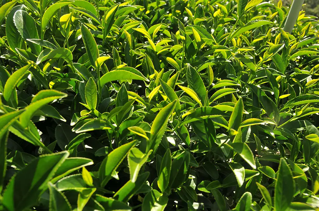 翠巒部落高山秋茶-150克(2025年秋茶):圖片 3