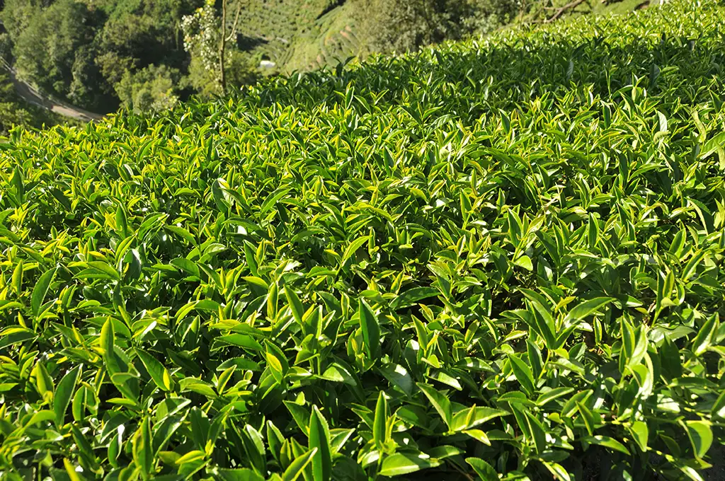 翠巒部落高山秋茶-150克(2025年秋茶):圖片 4